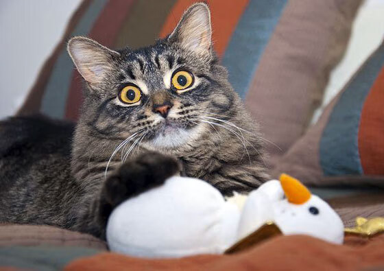 乐鱼体育在线入口-“2025世界运动会：高新体育中心武术赛场，选手空灵招式引爆全场”