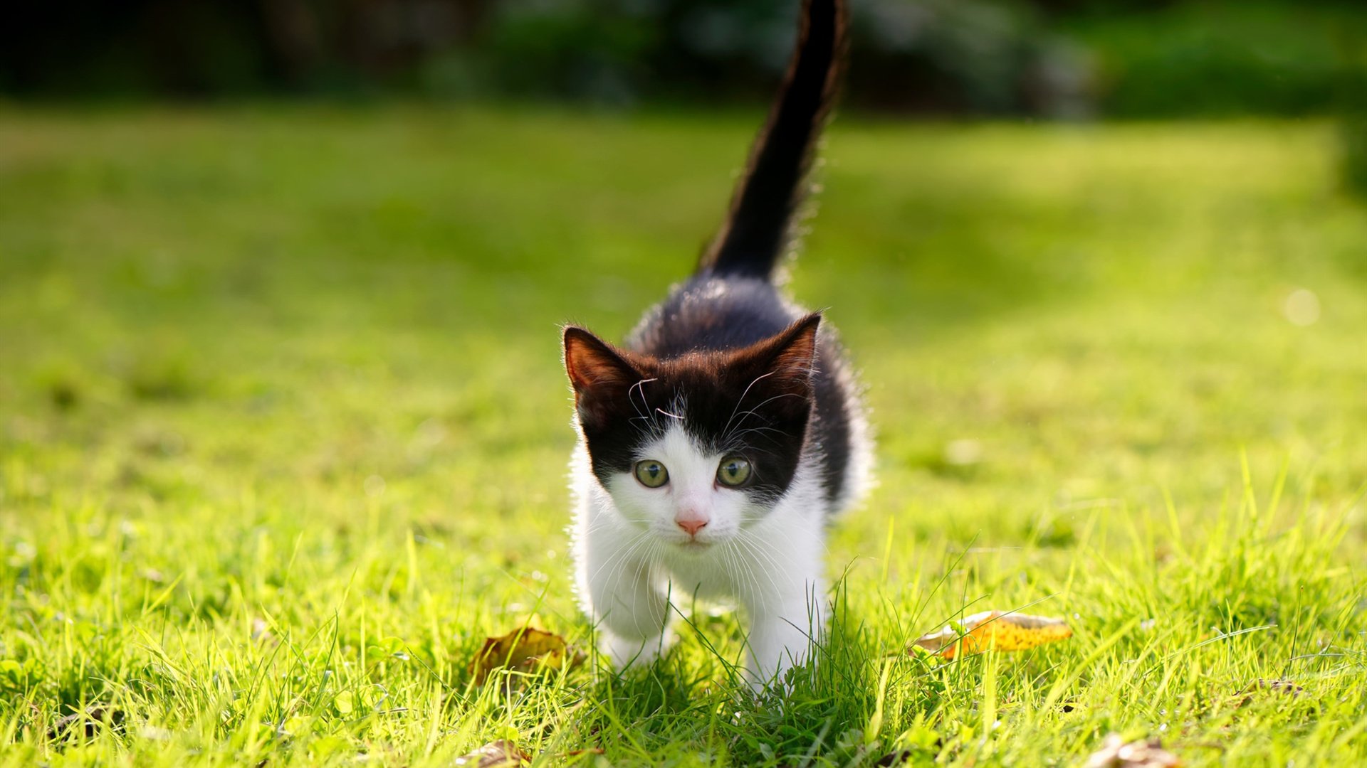 乐鱼体育app官方入口-“简阳文体中心篮球赛：技术与力量的完美碰撞”  第3张