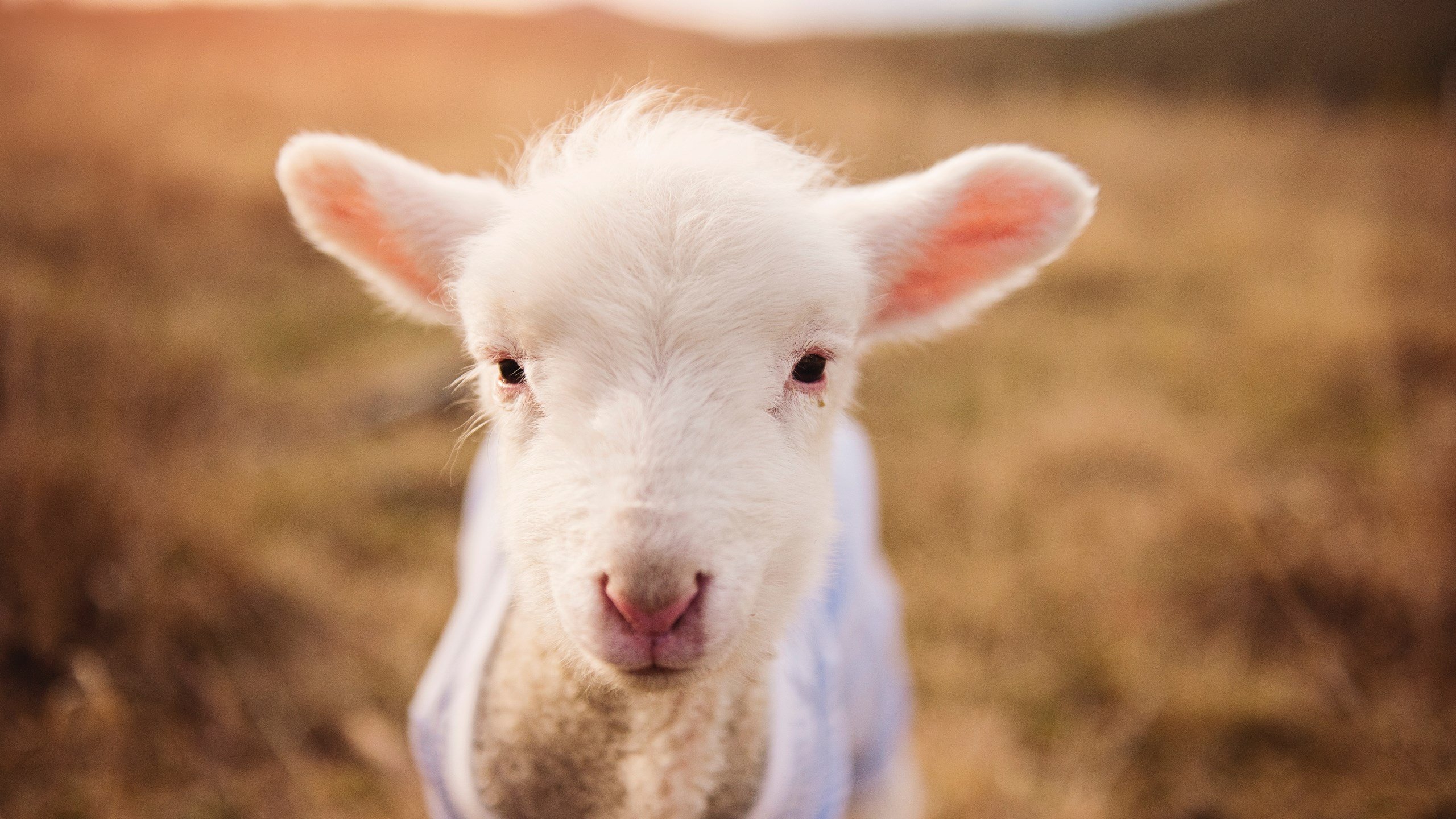 乐鱼体育下载入口-世界杯中国女足夺冠 球迷激情洋溢，中国女足世界杯亚军视频  第1张