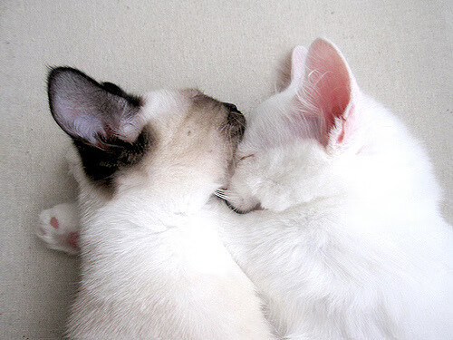 乐鱼体育app官网-五大联赛比赛中是否越来越多采用双边路突破战术，双边路体系