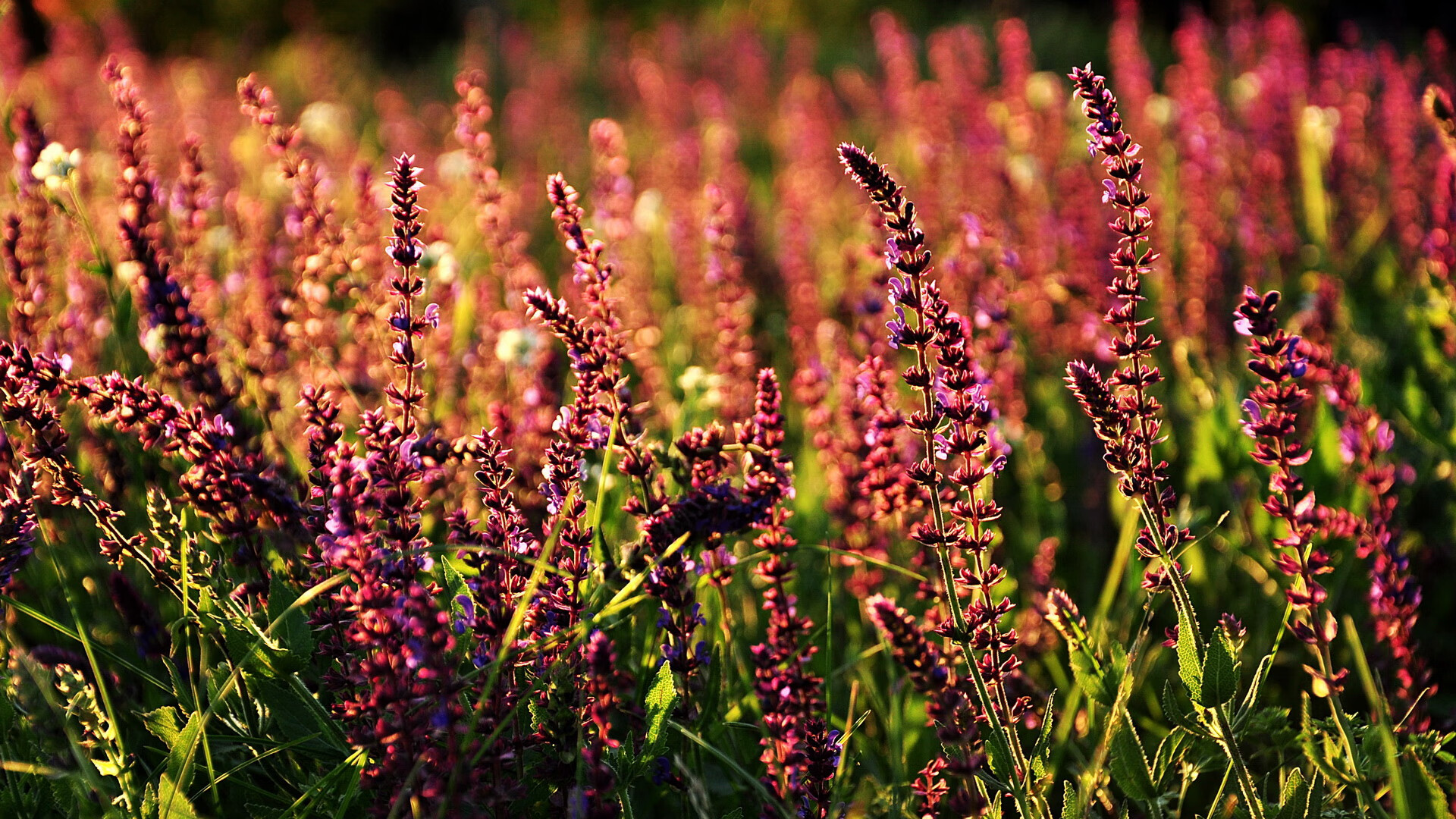 乐鱼体育app官方入口-女队整体划频数据排名中上游，女队队员