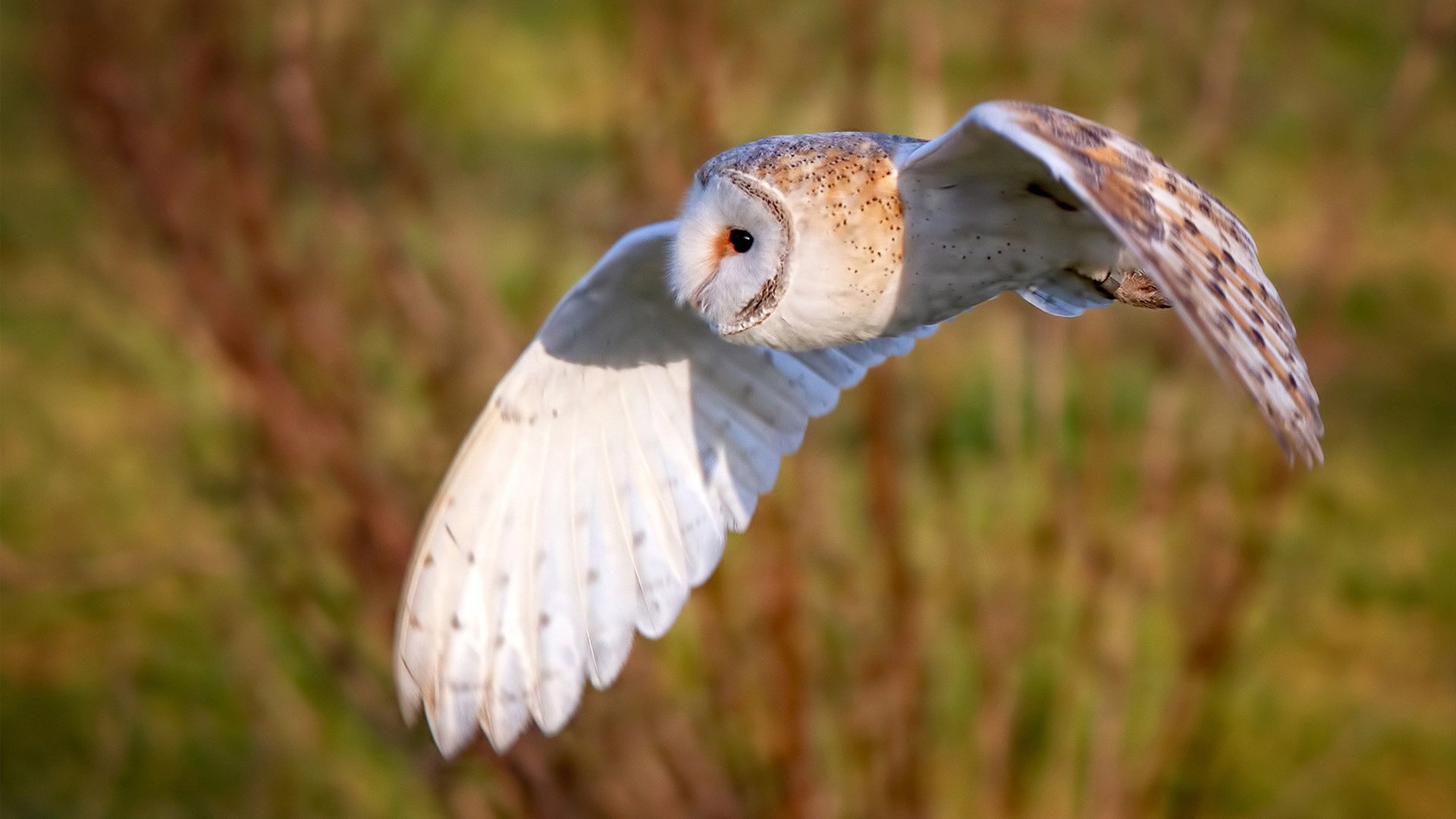 乐鱼体育登陆-蛙泳转身效率决定半程排名，蛙泳转身技术图解