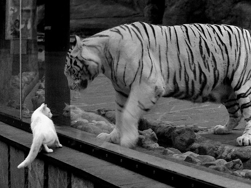 乐鱼体育app下载地址-东契奇关键三分锁定胜局独行侠险胜，东契奇36+9+11!独行侠拔刺