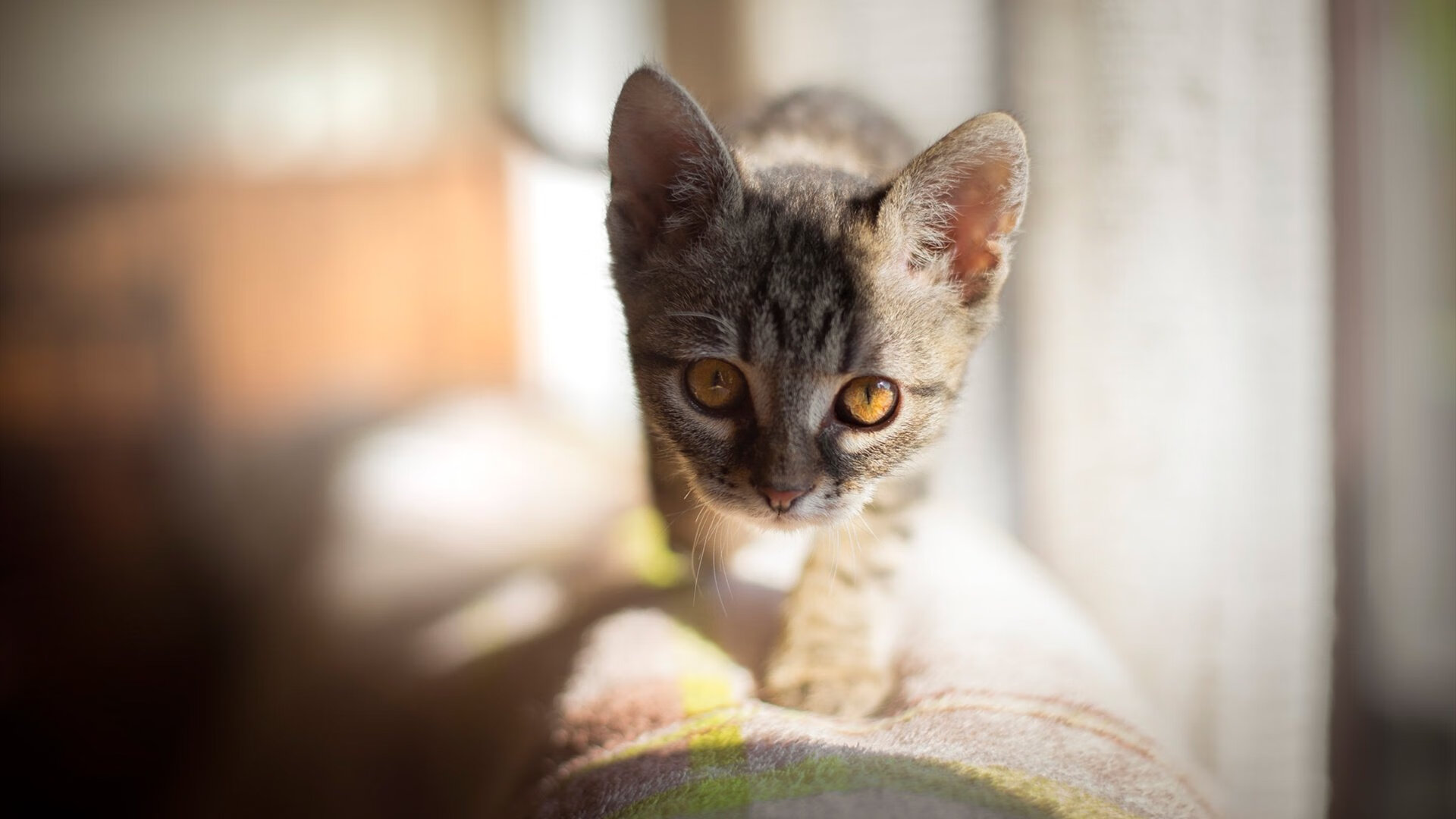 乐鱼体育app官网下载-中国足球青训教练员能力提升项目全面开展，中国足球青训人才