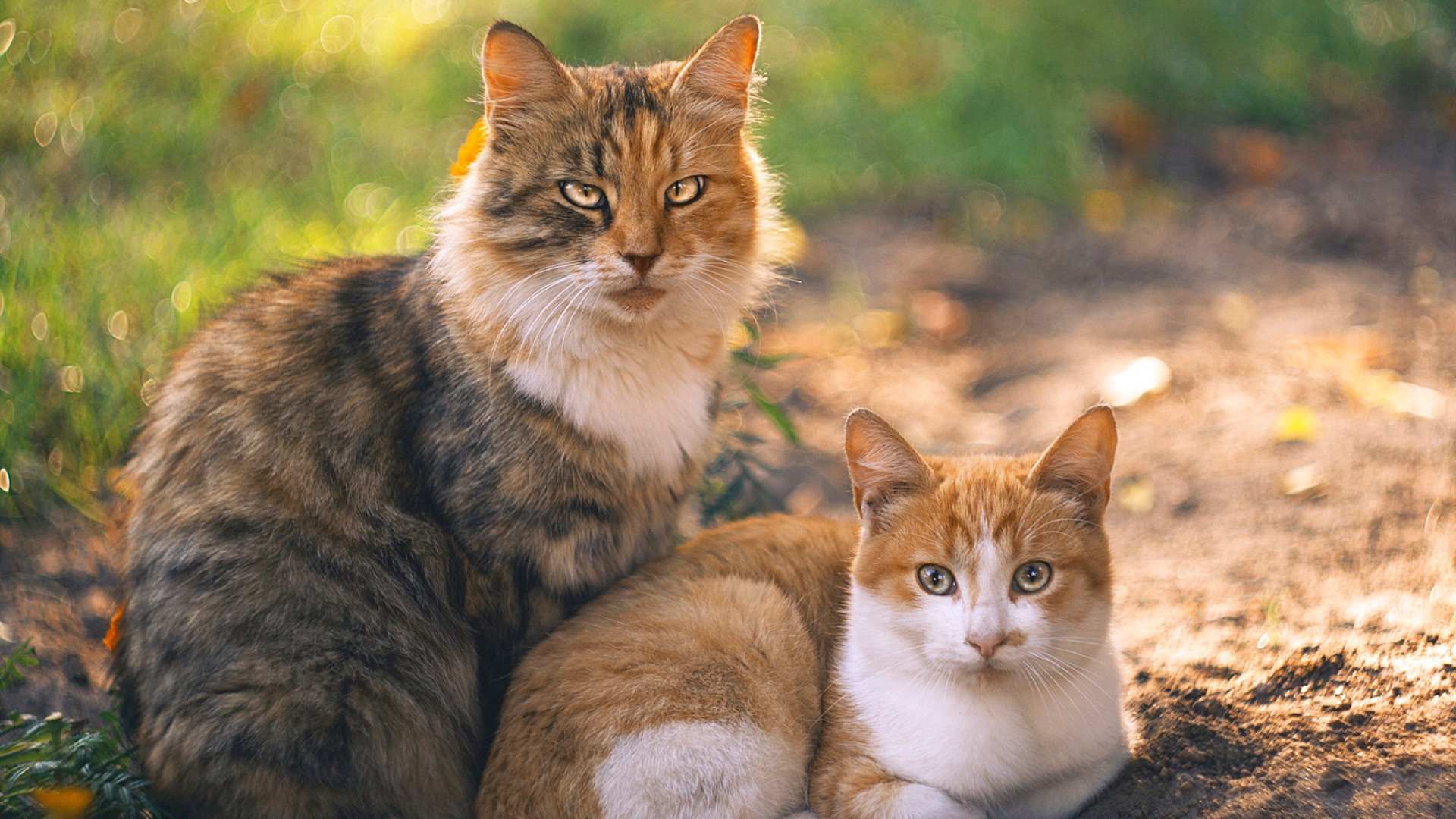 乐鱼体育在线入口-全运会闭幕东道主成绩优异,2025全运会东道主