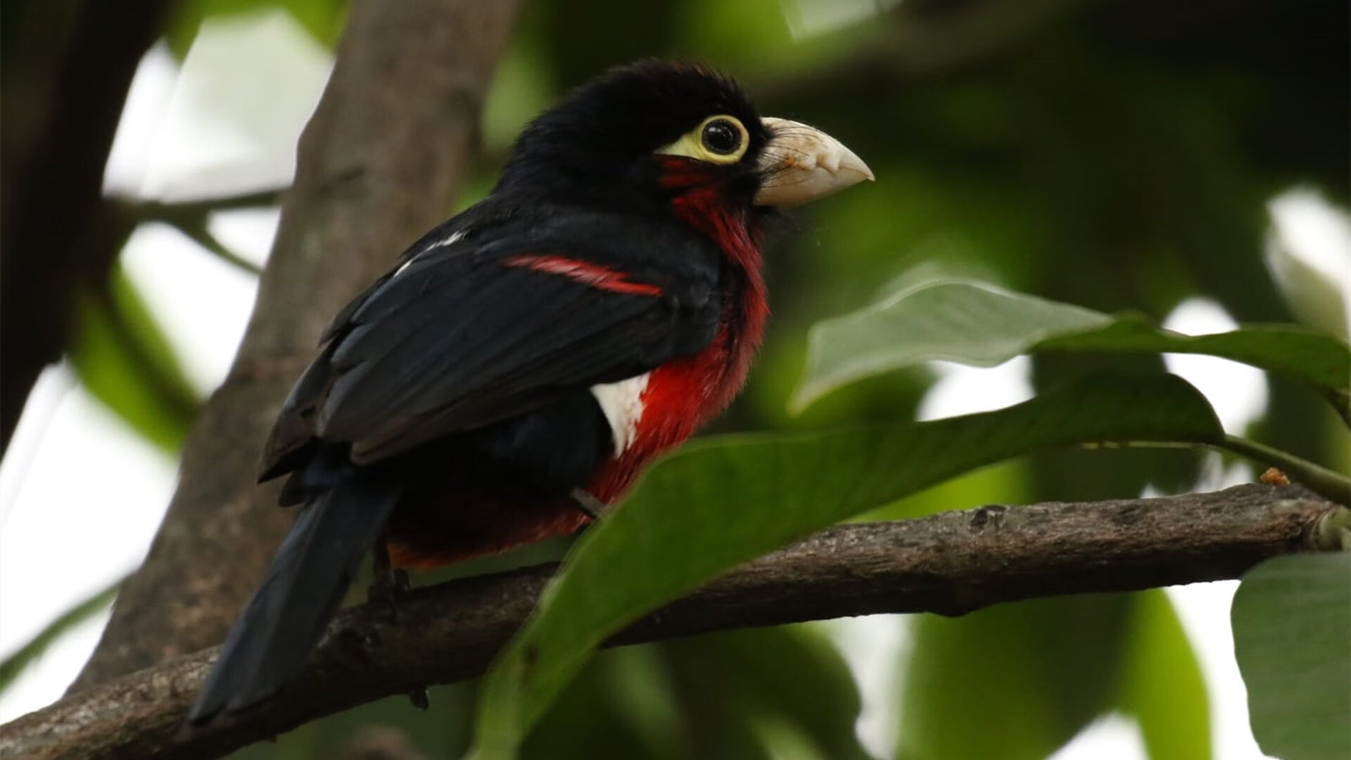 乐鱼体育官网登录-塞尔·拉恩:全黑队外线的“终结者”,突破防线后精准的得分能力无可匹敌