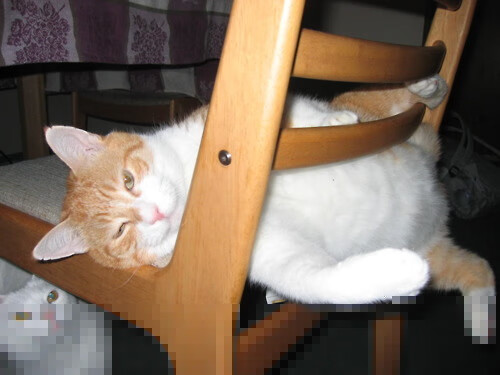 乐鱼体育官网入口-弗朗索瓦·霍尔茨豪伊泽:快如闪电,助力南非队进攻如破竹之势