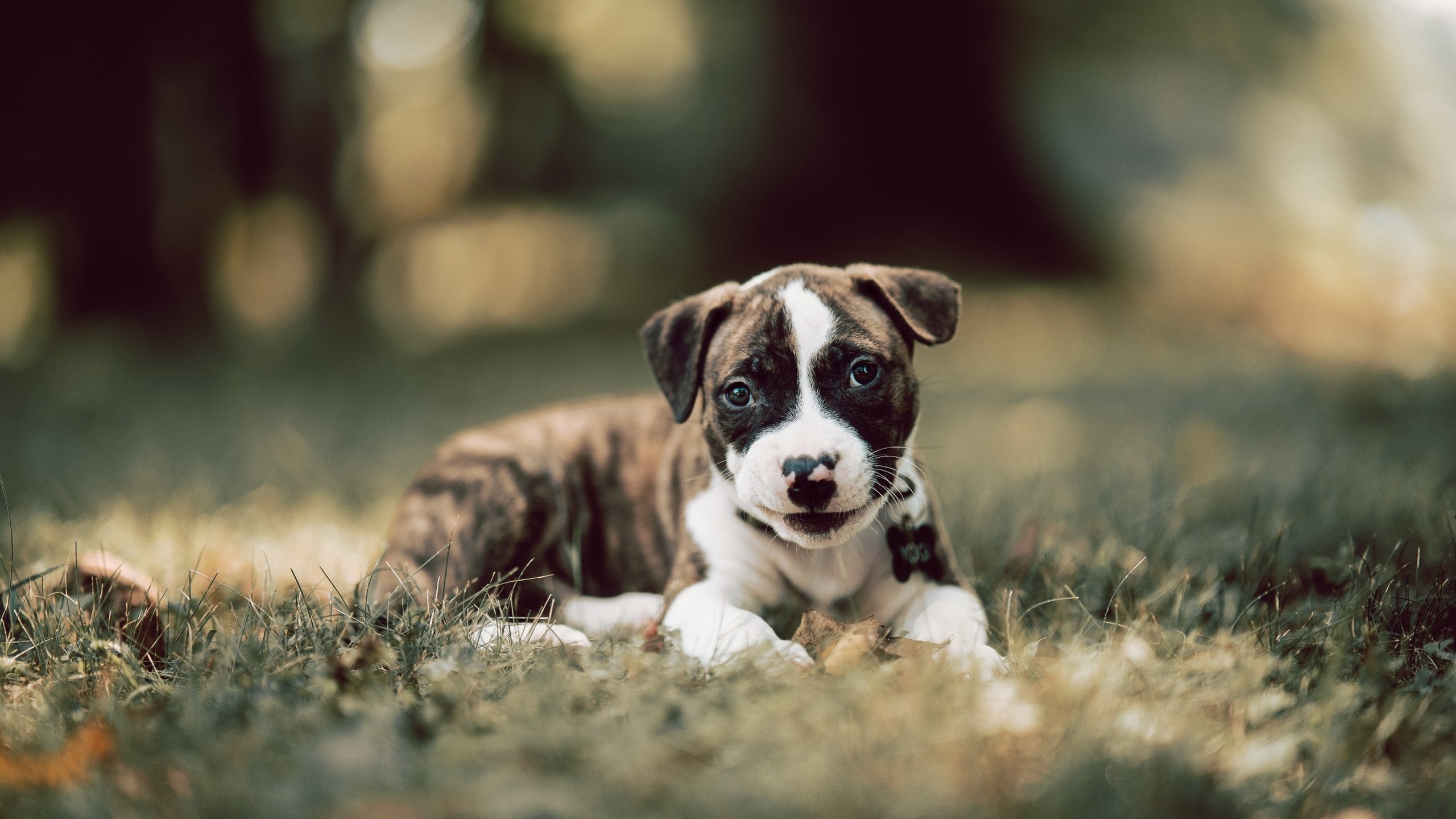 乐鱼体育官网注册-普劳德再次跻身世界蝶泳前列，普劳德游泳